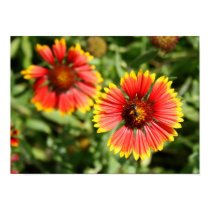 Firewheel - Sundance Wildflower posters