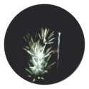 Fireworks! stickers