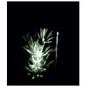 Fireworks! t-shirts