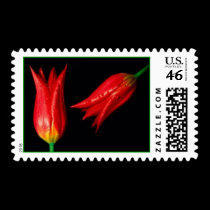 Firey Red Tulips postage by kokobaby Firey Red Tulips postage