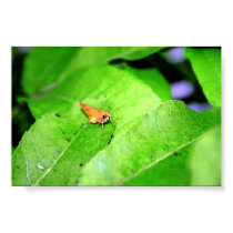 Firey Skipper posters