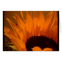 Firey Sunflower cards