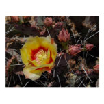 First Blossom Postcards