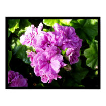 First Blush posters
