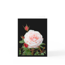 first blush  rose cards