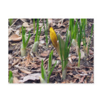 First Bud, Yellow postcards by knotth First Bud, Yellow postcards