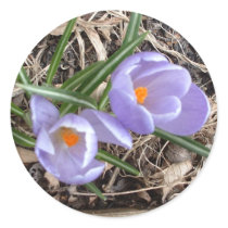 First Crocus! - sticker