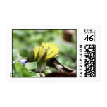 First Dandelion of the Season Postage Stamps
