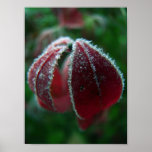 First Frost Print