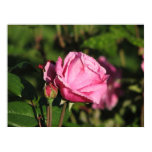 First Light Shrub Rose 077 First Light Shrub Rose 077