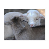 First Love postcards by laureenr First Love postcards