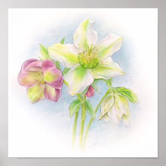 First sign of Spring hellebores watercolor art Poster