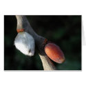 First signs of Spring cards