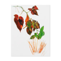 First Snow postcards by valleyvisions First Snow postcards