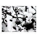 First Snow posters