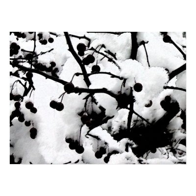 First Snow Posters by blueVenus