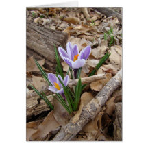 FIRST SPRING FLOWER products - Customized Cards