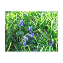 First Spring Violets postcards