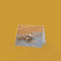 First Swim cards