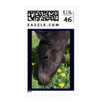 First Taste Foal Postage Stamps