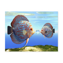 fish5 postcard