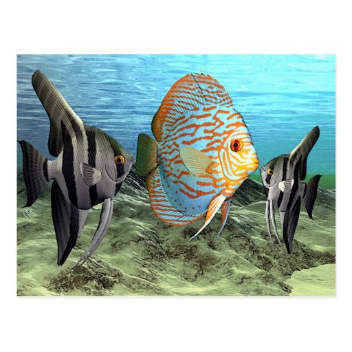 fish6 post cards
