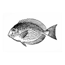 fish #001 posters