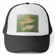 Fish - Albino Mollies - Poecilia latipinna hats