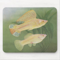 Peixes - Mollies do albino - latipinna de Poecilia mousepads