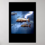 fish and lightning poster