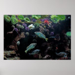 Fish and Underwater Aquatic Life Photo posters