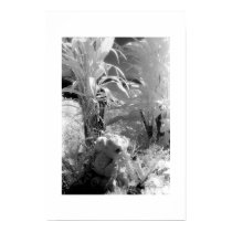 Fish at the Garden of Eden posters by MelanieAmberPearson Fish at the Garden of Eden posters