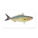 Fish - Australian Salmon - Arripis trutta posters by LisasLair Fish - Australian Salmon - Arripis trutta posters