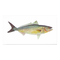 Fish - Australian Salmon - Arripis trutta posters by LisasLair Fish - Australian Salmon - Arripis trutta posters
