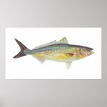 Fish - Australian Salmon - Arripis trutta posters