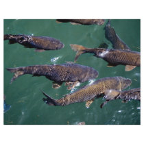Fish background flyer