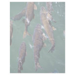Fish background letterhead