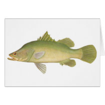 Fish - Barramundi - Lates calcarifer cards by LisasLair Fish - Barramundi - Lates calcarifer cards