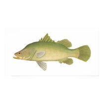 Fish - Barramundi - Lates calcarifer posters by LisasLair Fish - Barramundi - Lates calcarifer posters