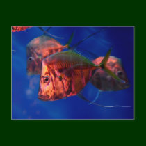 Fish Bathing in Neon postcards