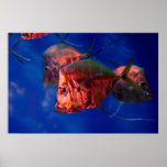 Fish Bathing in Neon Posters