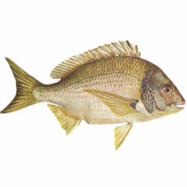 Fish - Black Bream - Mylio australis t-shirts by LisasLair Fish - Black Bream - Mylio australis t-shirts