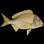 Fish - Black Bream - Mylio australis Polo T-shirt