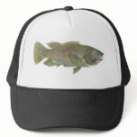 Fish - Blue Groper - Achoerodus gouldii hats