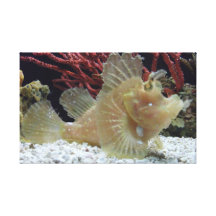 Fish Stretched Canvas Print