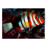  fish (card)