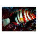  fish (card)