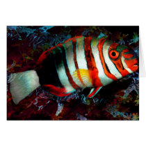 fish (card) by nefera fish (card)