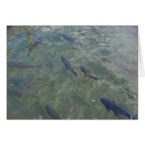 fish cards