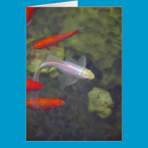 Fish Card cards